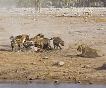 African Lion (Panthera leo) female trying to defend her Greater Kudu (Tragelaphus strepsiceros) kill from Spotted Hyenas (Crocuta crocuta), Etosha National Park, Namibia. Sequence 5 of 10