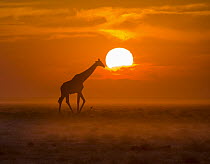 Angolan Giraffe (Giraffa giraffa angolensis) male walking in the savannah at sunset in dry season, Etosha National Park, Namibia