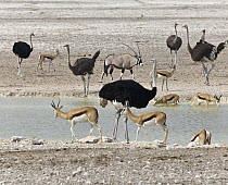 Ostrich (Struthio camelus) group, Springbok (Antidorcas marsupialis) herd, and Oryx (Oryx gazella) at waterhole in dry season, Etosha National Park, Namibia