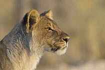 African Lion (Panthera leo) cub, Etosha National Park, Namibia