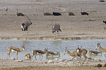 Ostrich (Struthio camelus) group, Springbok (Antidorcas marsupialis) herd, and Oryx (Oryx gazella) pair at waterhole in dry season, Etosha National Park, Namibia