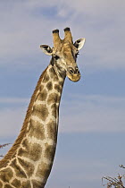 Angolan Giraffe (Giraffa giraffa angolensis) male, Etosha National Park, Namibia