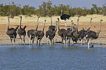 Ostrich (Struthio camelus) sub-adults at waterhole in dry season, Etosha National Park, Namibia