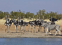 Zebra (Equus quagga) pair scaring away Ostrich (Struthio camelus) group at waterhole, Etosha National Park, Namibia