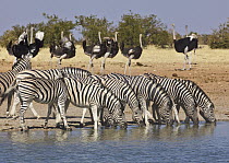 Zebra (Equus quagga) group drinking at waterhole near Ostrich (Struthio camelus) group, Etosha National Park, Namibia