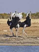Ostrich (Struthio camelus) males in territorial display, Etosha National Park, Namibia