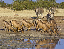 Red Hartebeest (Alcelaphus caama) herd drinking at waterhole in dry season with Common Eland (Tragelaphus oryx) group approaching, Etosha National Park, Namibia