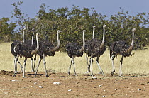 Ostrich (Struthio camelus) sub-adults in dry season, Etosha National Park, Namibia