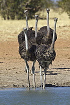 Ostrich (Struthio camelus) sub-adults at waterhole in dry season, Etosha National Park, Namibia