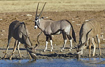 Greater Kudu (Tragelaphus strepsiceros) males drinking at waterhole in dry season with Oryx (Oryx gazella) male, Etosha National Park, Namibia