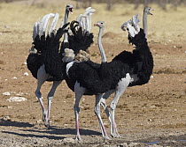 Ostrich (Struthio camelus) males in territorial display, Etosha National Park, Namibia