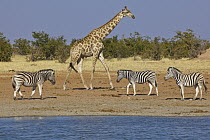 Angolan Giraffe (Giraffa giraffa angolensis) and Zebras (Equus quagga) at waterhole in dry season, Etosha National Park, Namibia
