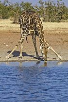 Angolan Giraffe (Giraffa giraffa angolensis) male drinking at waterhole in dry season, Etosha National Park, Namibia