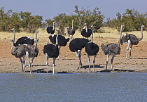 Ostrich (Struthio camelus) males and females at waterhole in dry season, Etosha National Park, Namibia