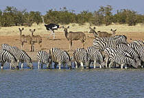 Zebra (Equus quagga) group drinking at waterhole near Greater Kudu (Tragelaphus strepsiceros) females and Ostrich (Struthio camelus), Etosha National Park, Namibia