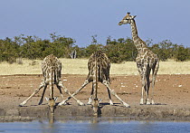 Angolan Giraffe (Giraffa giraffa angolensis) group drinking at waterhole in dry season, Etosha National Park, Namibia