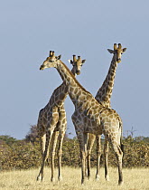 Angolan Giraffe (Giraffa giraffa angolensis) males, Etosha National Park, Namibia