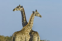 Angolan Giraffe (Giraffa giraffa angolensis) male and female, Etosha National Park, Namibia
