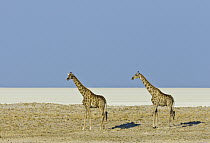 Angolan Giraffe (Giraffa giraffa angolensis) pair in salt pan, Etosha Pan, Etosha National Park, Namibia