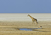 Angolan Giraffe (Giraffa giraffa angolensis) in salt pan, Etosha Pan, Etosha National Park, Namibia