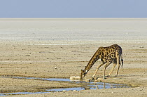 Angolan Giraffe (Giraffa giraffa angolensis) drinking from stream in salt pan, Etosha National Park, Namibia