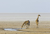 Angolan Giraffe (Giraffa giraffa angolensis) pair in salt pan, with one individual drinking, Etosha Pan, Etosha National Park, Namibia