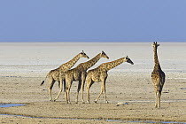 Angolan Giraffe (Giraffa giraffa angolensis) group in salt pan, Etosha Pan, Etosha National Park, Namibia