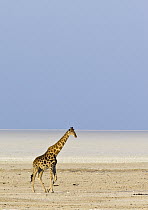 Angolan Giraffe (Giraffa giraffa angolensis) in salt pan, Etosha Pan, Etosha National Park, Namibia