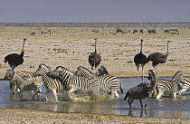 Zebra (Equus quagga) group with stallions fighting near Ostrich (Struthio camelus) group, Etosha National Park, Namibia