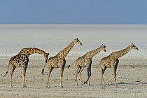 Angolan Giraffe (Giraffa giraffa angolensis) male smelling female to see if she is in estrus in salt pan, Etosha Pan, Etosha National Park, Namibia