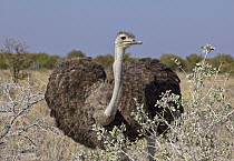 Ostrich (Struthio camelus) female, Etosha National Park, Namibia