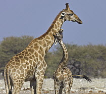 Angolan Giraffe (Giraffa giraffa angolensis) calf playing with father, Etosha National Park, Namibia