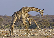Angolan Giraffe (Giraffa giraffa angolensis) sub-adult males play-fighting, Etosha National Park, Namibia. Sequence 1 of 3