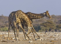 Angolan Giraffe (Giraffa giraffa angolensis) sub-adult males play-fighting, Etosha National Park, Namibia. Sequence 2 of 3