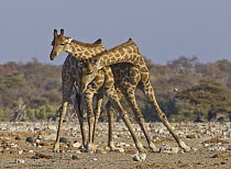 Angolan Giraffe (Giraffa giraffa angolensis) sub-adult males play-fighting, Etosha National Park, Namibia. Sequence 3 of 3
