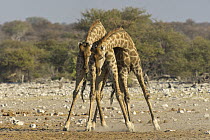 Angolan Giraffe (Giraffa giraffa angolensis) sub-adult males play-fighting, Etosha National Park, Namibia