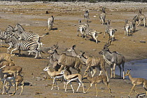 Greater Kudu (Tragelaphus strepsiceros) group, Springbok (Antidorcas marsupialis), Impala (Aepyceros melampus), and Zebra (Equus quagga) running from waterhole in dry season, Etosha National Park, Nam...
