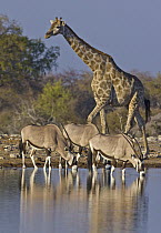 Angolan Giraffe (Giraffa giraffa angolensis) and drinking Oryx (Oryx gazella) trio at waterhole in dry season, Etosha National Park, Namibia