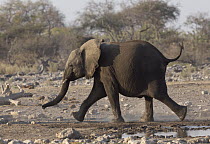 African Elephant (Loxodonta africana) calf running, Etosha National Park, Namibia