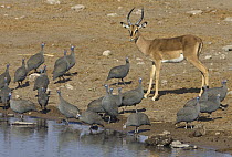 Impala (Aepyceros melampus) male and Helmeted Guineafowl (Numida meleagris) flock at waterhole in dry season, Etosha National Park, Namibia