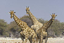 Angolan Giraffe (Giraffa giraffa angolensis) trio, Etosha National Park, Namibia