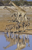 Angolan Giraffe (Giraffa giraffa angolensis) group with Greater Kudus (Tragelaphus strepsiceros) at waterhole in dry season, Etosha National Park, Namibia