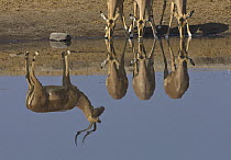 Impala (Aepyceros melampus) females drinking at waterhole in dry season, with reflection of male creating an optical illusion, Etosha National Park, Namibia