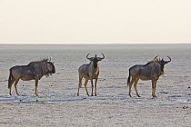 Blue Wildebeest (Connochaetes taurinus) trio in salt pan, Etosha Pan, Etosha National Park, Namibia