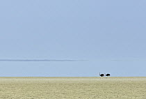 Ostrich (Struthio camelus) pair in salt pan, Etosha Pan, Etosha National Park, Namibia
