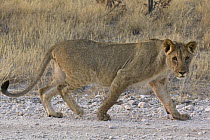 African Lion (Panthera leo) cub, Etosha National Park, Namibia