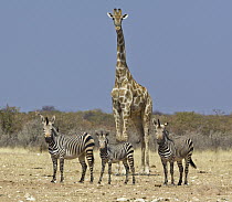 Angolan Giraffe (Giraffa giraffa angolensis) and Hartmann's Mountain Zebra (Equus zebra hartmannae) group in dry season, Etosha National Park, Namibia
