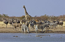 Angolan Giraffe (Giraffa giraffa angolensis), Ostrich (Struthio camelus) flock, Greater Kudu (Tragelaphus strepsiceros) pair, and Zebras (Equus quagga) at waterhole in dry season, Etosha National Park...