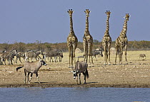 Angolan Giraffe (Giraffa giraffa angolensis) group, Zebras (Equus quagga), and Oryx (Oryx gazella) pair at waterhole in dry season, Etosha National Park, Namibia