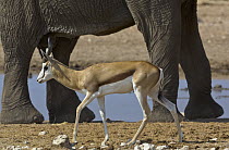 African Elephant (Loxodonta africana) and Impala (Aepyceros melampus), Etosha National Park, Namibia